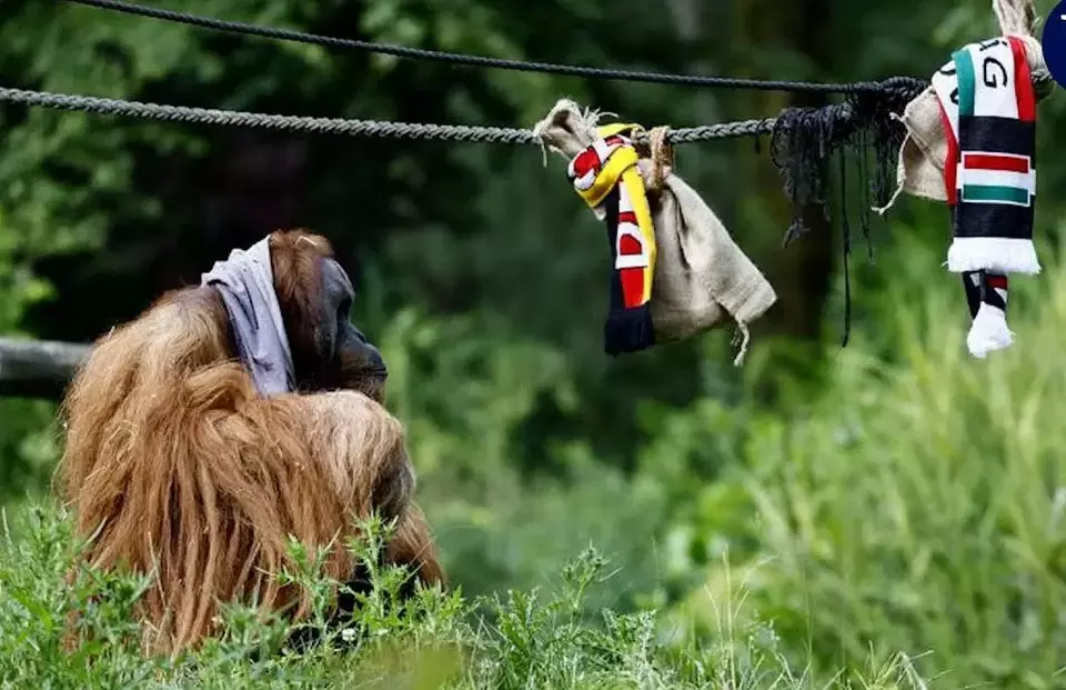 
Walter si orangutan saat menebak pemenang antara Spanyol vs Jerman. 
