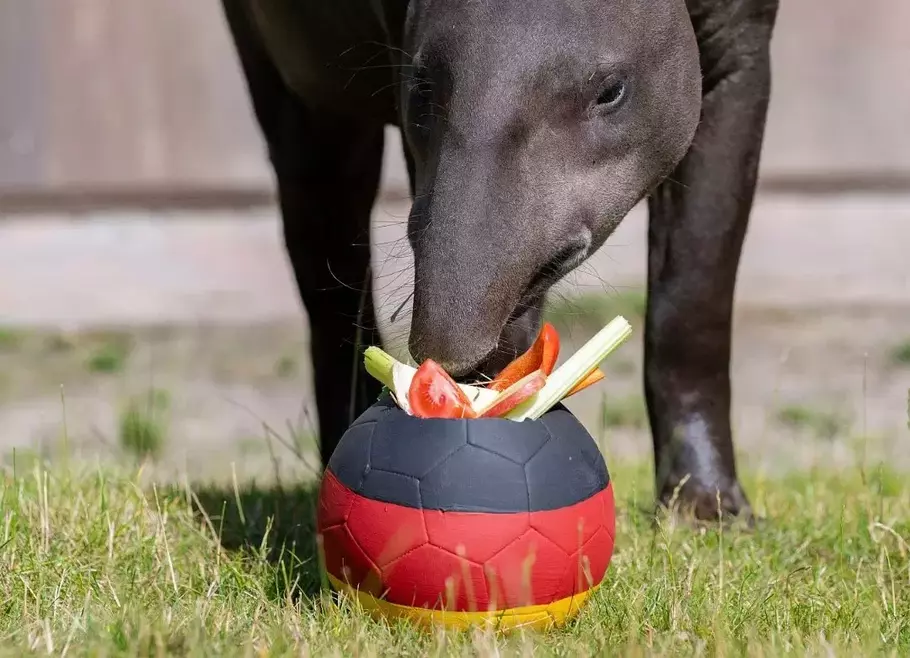 Theo si tapir saat meramalkan kemenangan Jerman atas Denmark di babak 16 besar Euro 2024. - (Twitter.com/@CGTNEurope)